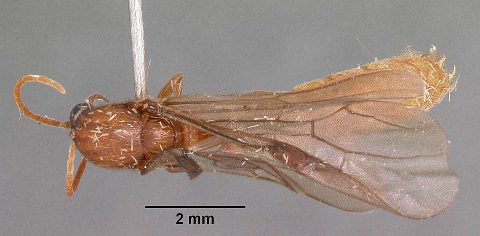 Image of Neivamyrmex fuscipennis (Smith 1942)