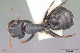 Image of Camponotus trepidulus Creighton 1965