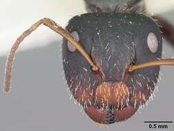 Image of Camponotus trepidulus Creighton 1965