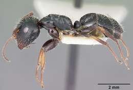 Image of Camponotus trepidulus Creighton 1965