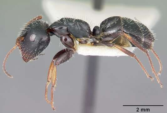 Image of Camponotus trepidulus Creighton 1965