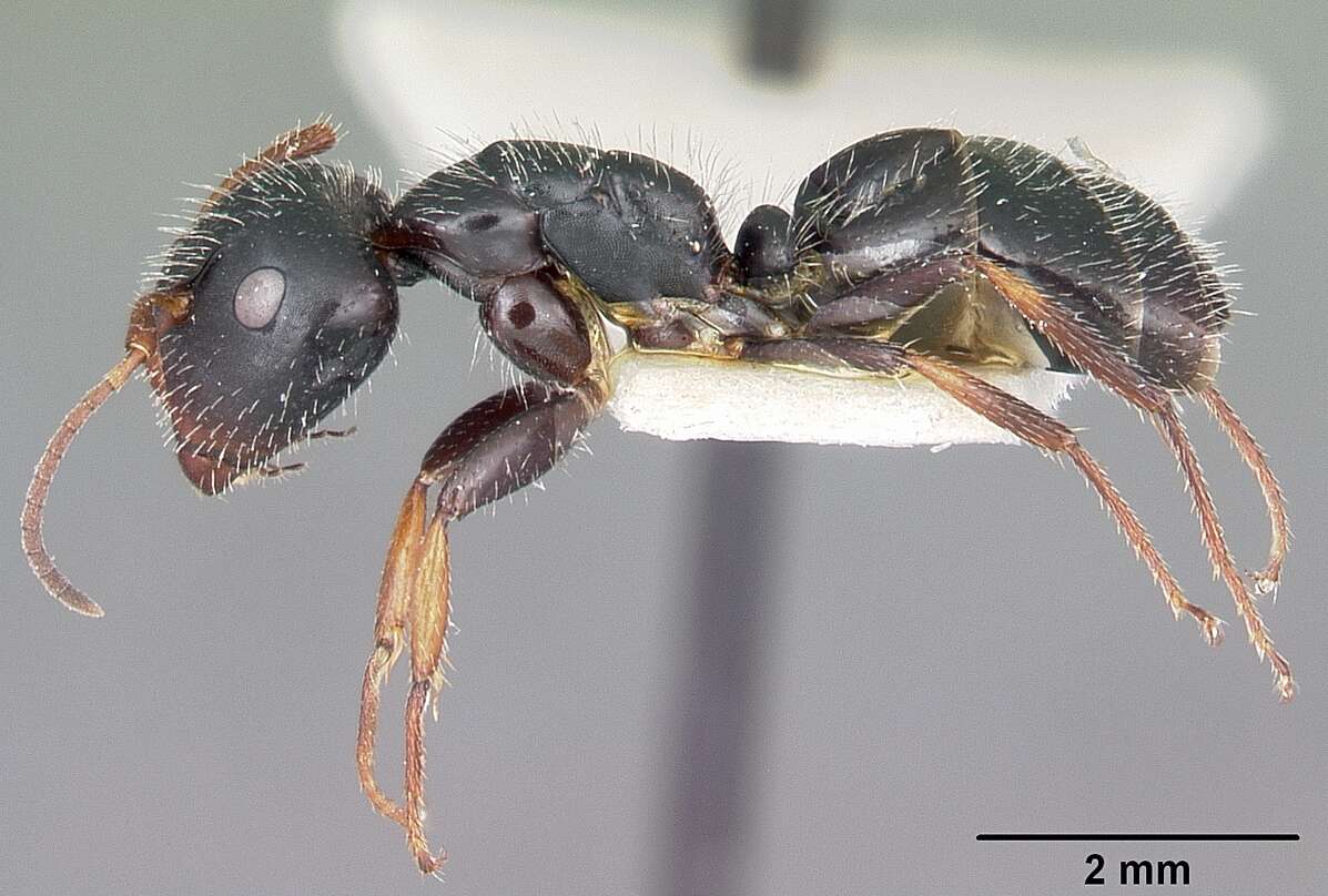 Image of Camponotus trepidulus Creighton 1965