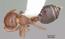 Image of Crematogaster navajoa Buren 1968