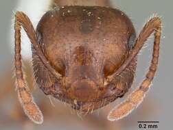 Image of Crematogaster navajoa Buren 1968