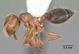 Image of Crematogaster navajoa Buren 1968