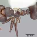 Image of Crematogaster opaca Mayr 1870