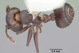 Image of Crematogaster opaca Mayr 1870