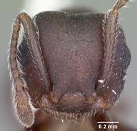 Image of Crematogaster opaca Mayr 1870