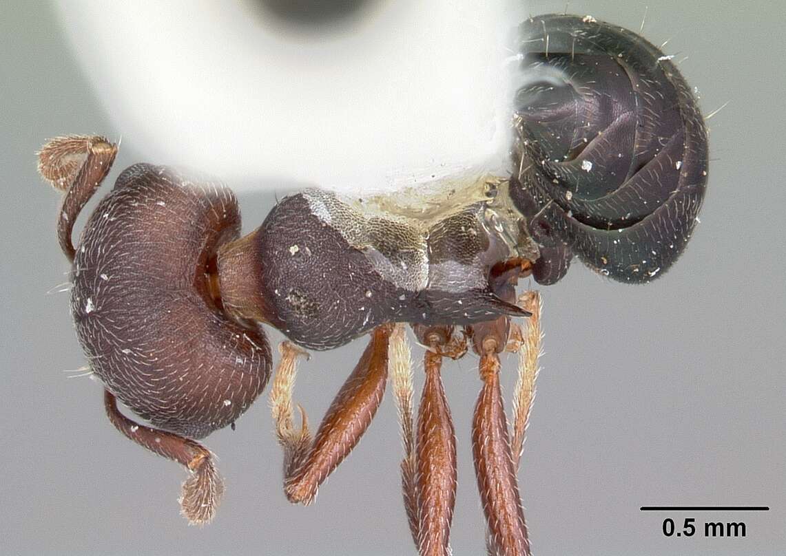 Image of Crematogaster opaca Mayr 1870