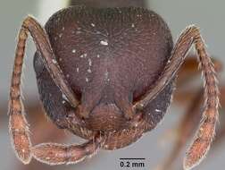 Image of Crematogaster opaca Mayr 1870