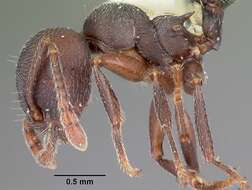 Image of Crematogaster opaca Mayr 1870