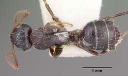 Image of Camponotus trepidulus Creighton 1965