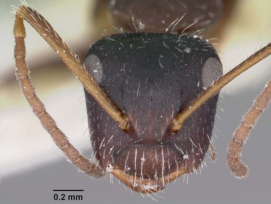 Image of Camponotus trepidulus Creighton 1965