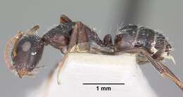 Image of Camponotus trepidulus Creighton 1965