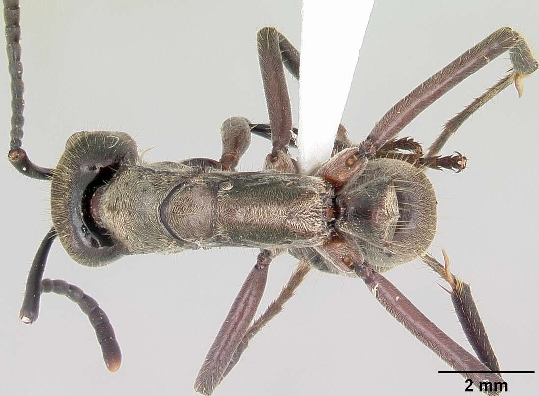 Image of Neoponera villosa