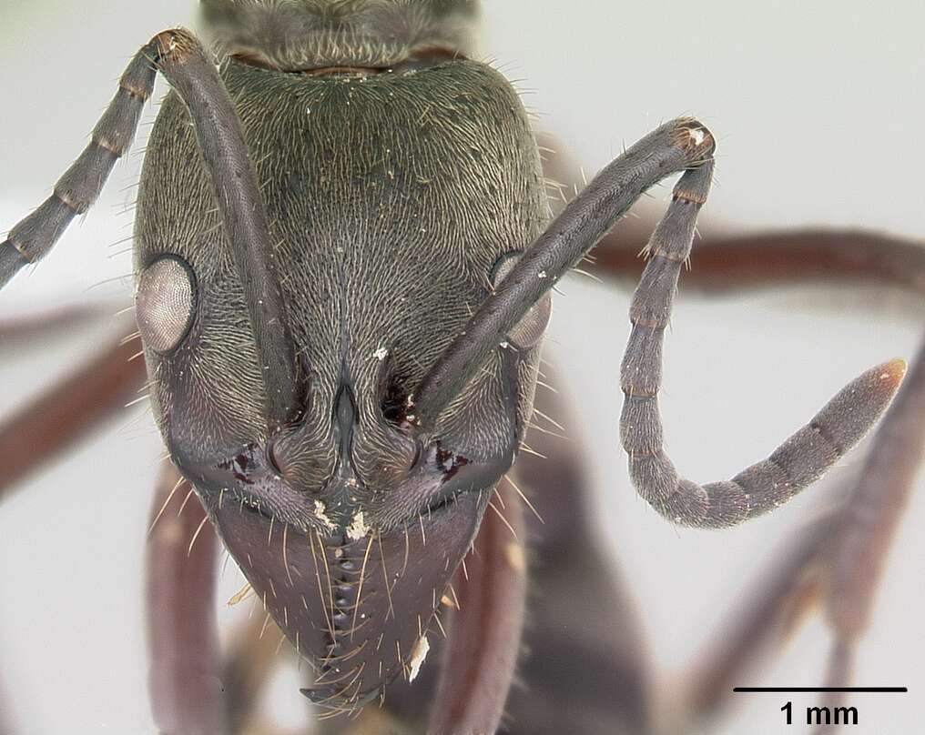 Image of Neoponera villosa