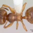 <i>Pheidole juniperae</i> resmi