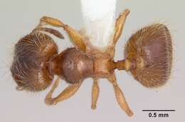 <i>Pheidole juniperae</i> resmi