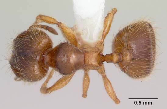 <i>Pheidole juniperae</i> resmi