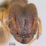 <i>Pheidole juniperae</i> resmi