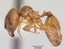 <i>Pheidole juniperae</i> resmi