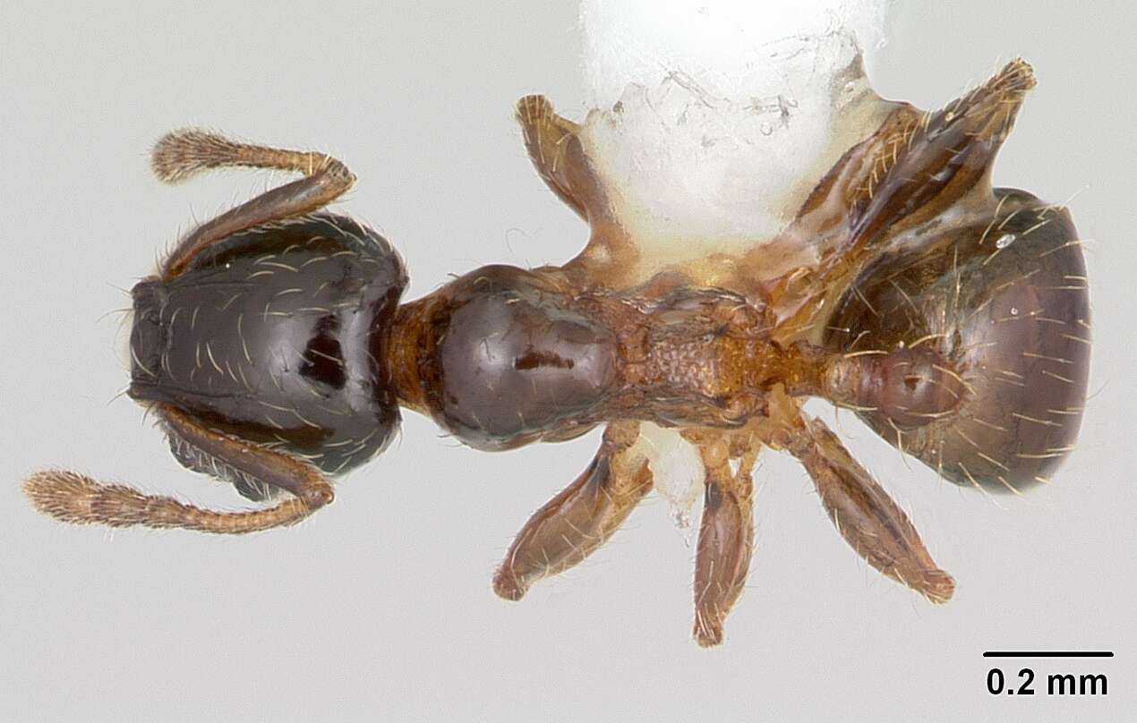 <i>Pheidole juniperae</i> resmi