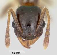 <i>Pheidole juniperae</i> resmi