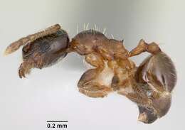 <i>Pheidole juniperae</i> resmi