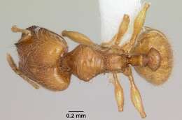 Pheidole casta Wheeler 1908的圖片