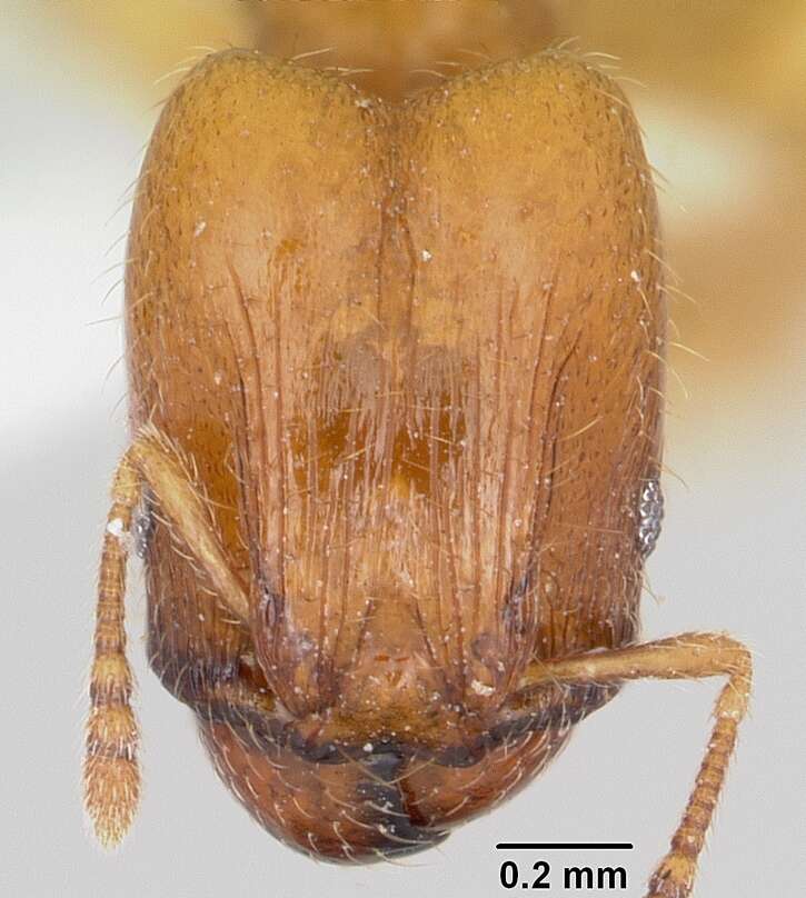 Pheidole casta Wheeler 1908的圖片