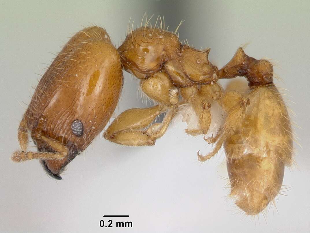 Pheidole casta Wheeler 1908的圖片