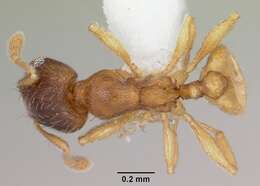 Pheidole casta Wheeler 1908的圖片