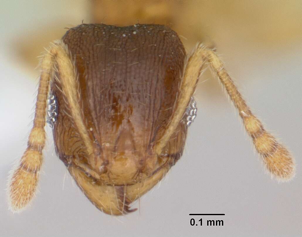 Pheidole casta Wheeler 1908的圖片