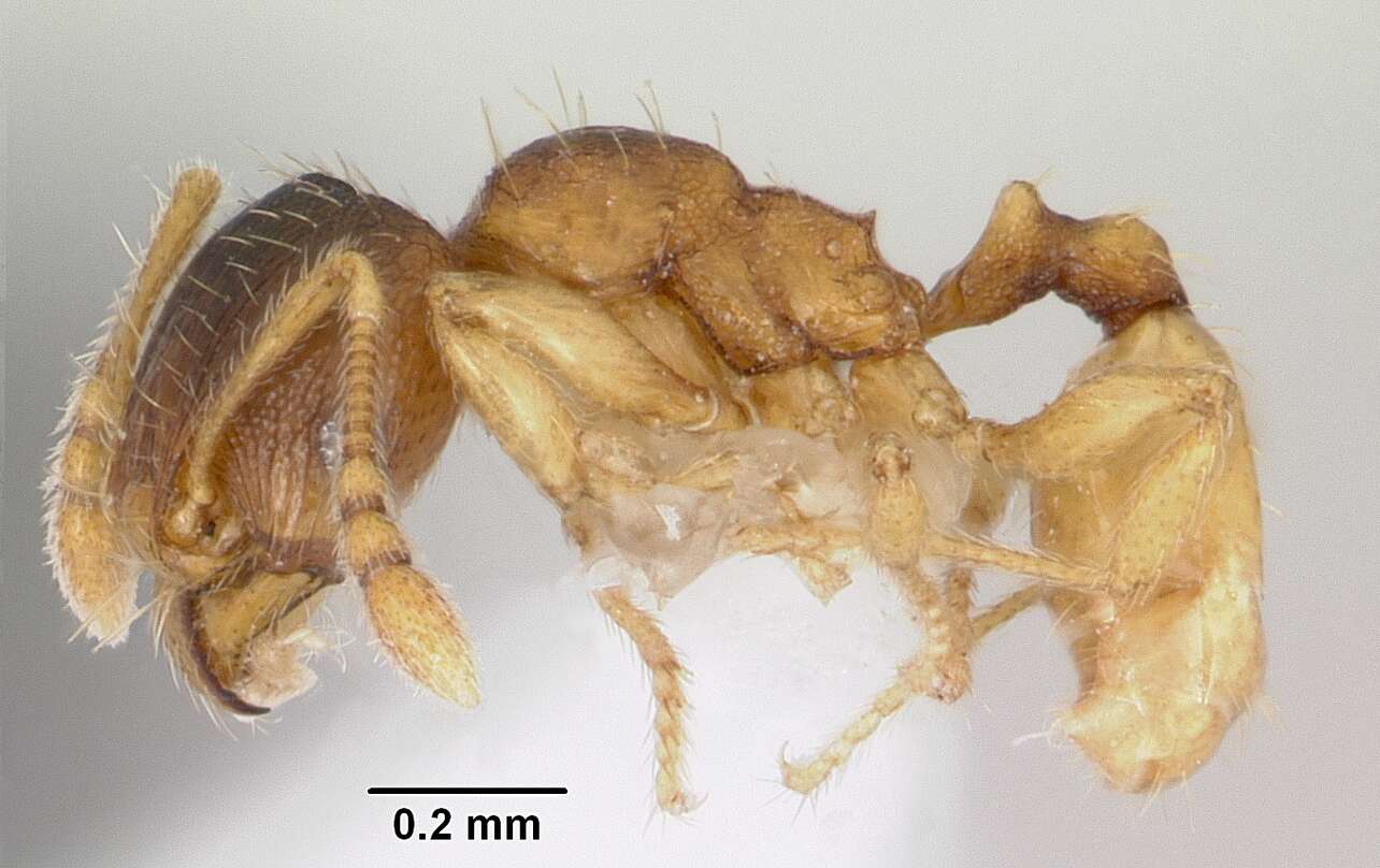 Pheidole casta Wheeler 1908的圖片