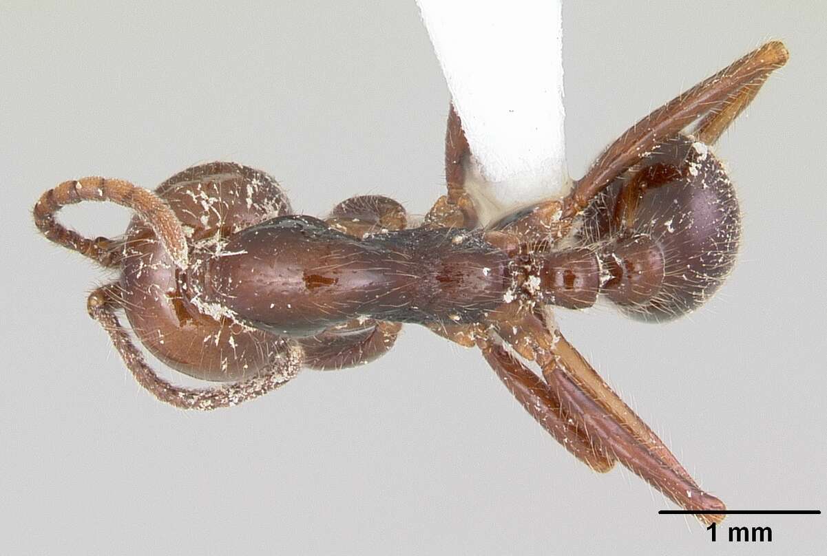 Image of Neivamyrmex pilosus (Smith 1858)