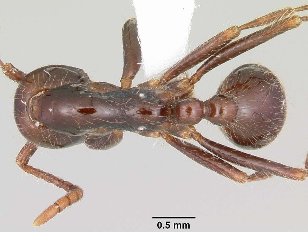 Image of Neivamyrmex pilosus (Smith 1858)