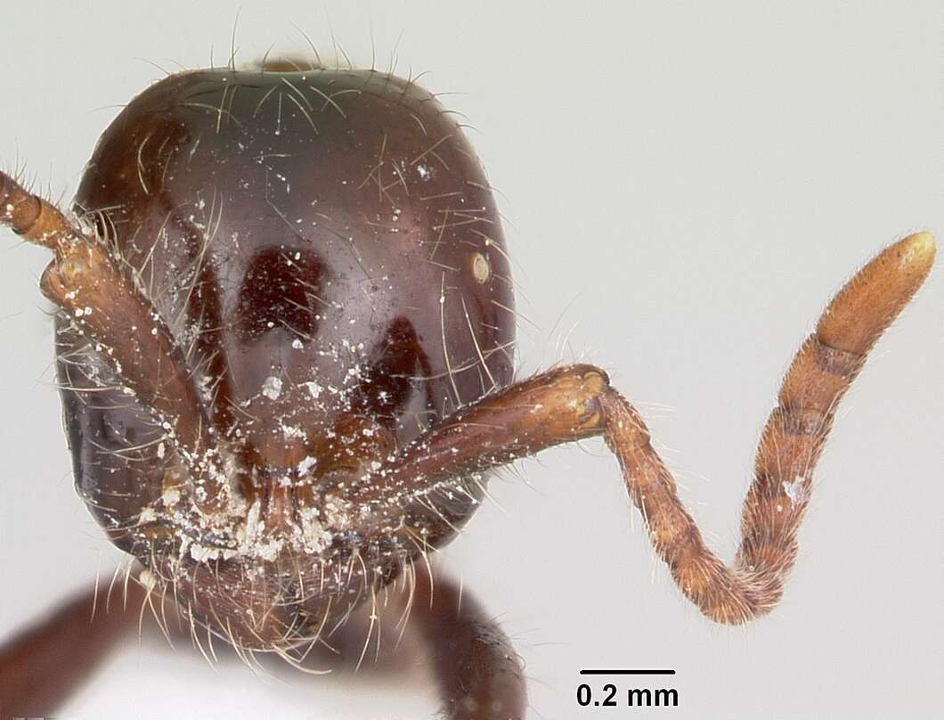 Image of Neivamyrmex pilosus (Smith 1858)