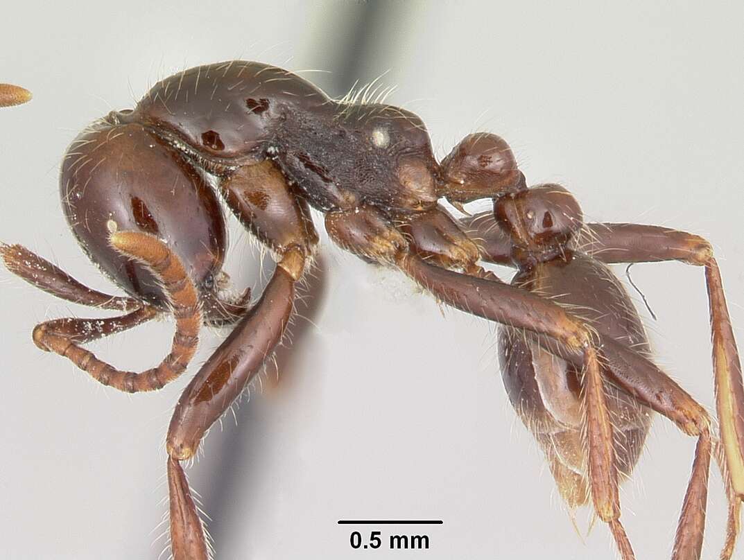 Image of Neivamyrmex pilosus (Smith 1858)