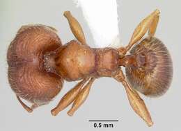 Image of <i>Pheidole hoplitica</i>