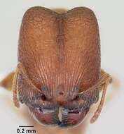 Image of <i>Pheidole hoplitica</i>