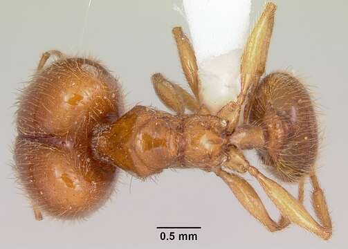 Image of Pheidole spadonia Wheeler 1915