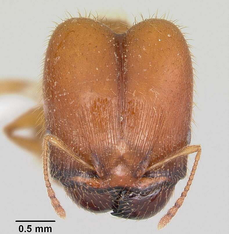 Image of Pheidole spadonia Wheeler 1915