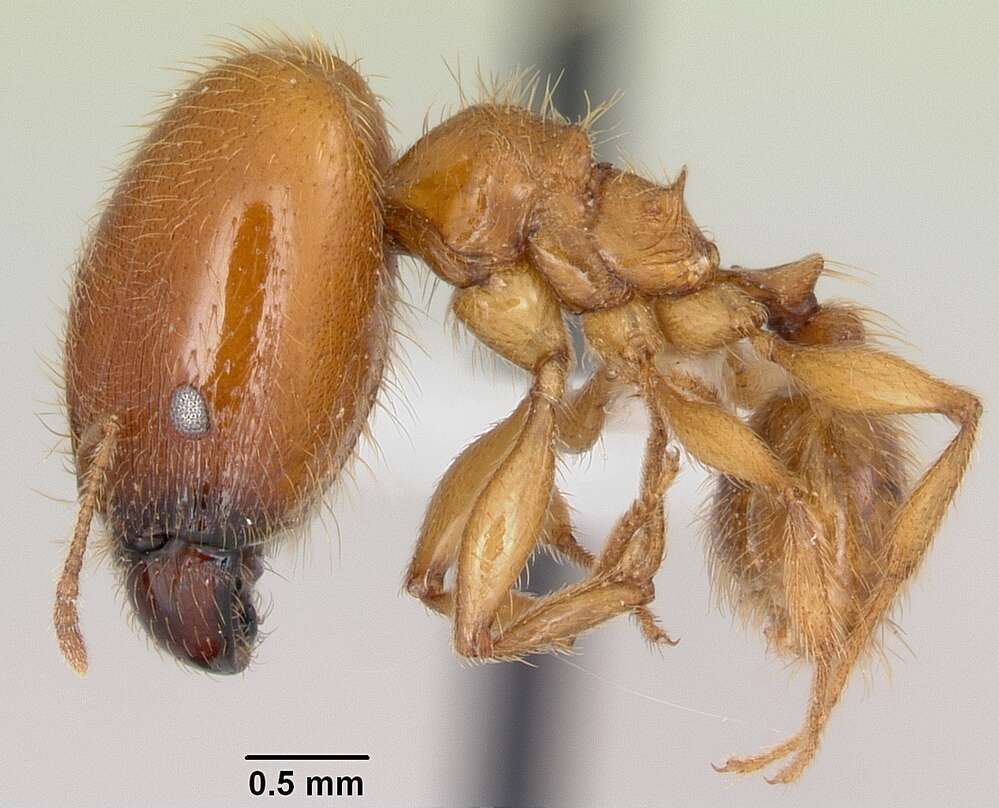 Image of Pheidole spadonia Wheeler 1915