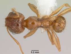 Image of Pheidole spadonia Wheeler 1915