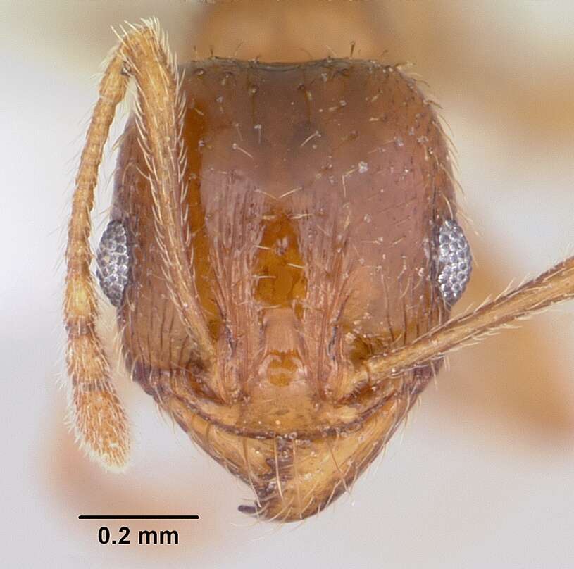 Image of Pheidole spadonia Wheeler 1915