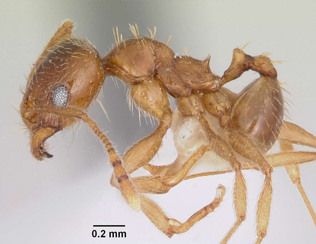 Image of Pheidole spadonia Wheeler 1915