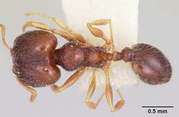 Image of Pheidole davisi Wheeler 1905