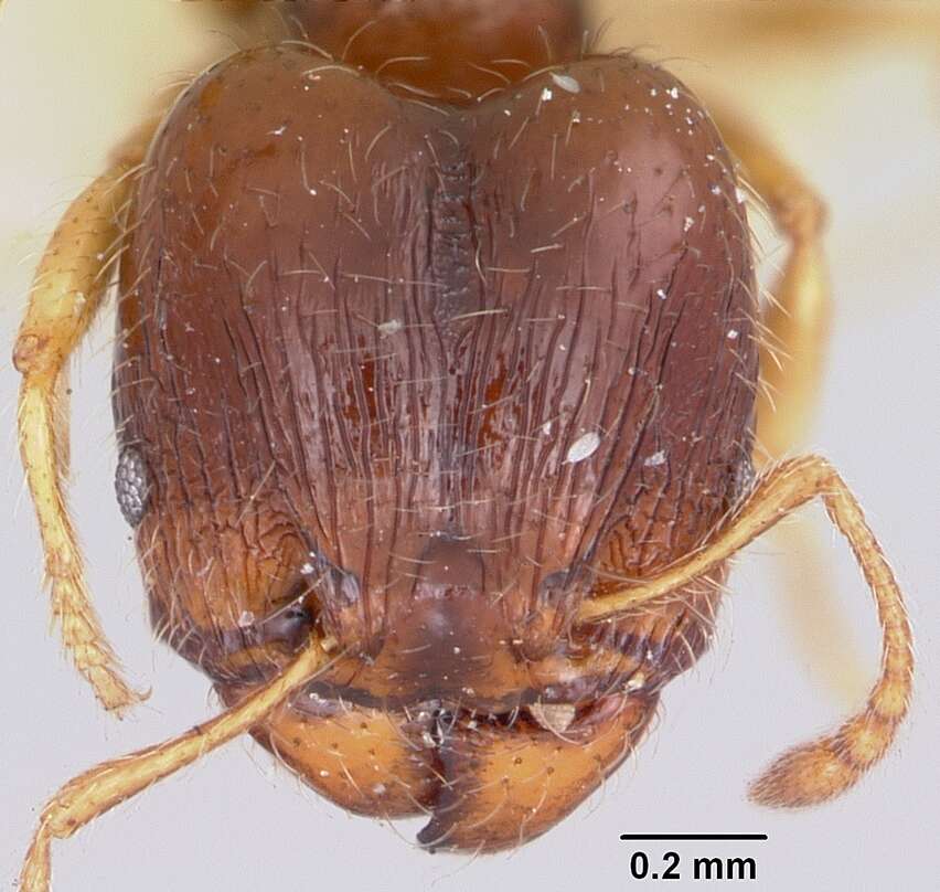 Pheidole davisi Wheeler 1905的圖片