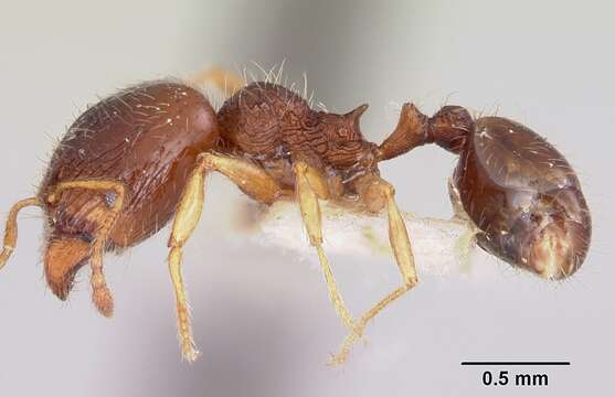 Image of Pheidole davisi Wheeler 1905