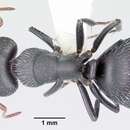 Image of Camponotus mina Forel 1879